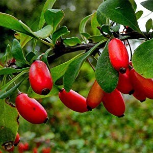 Berberine