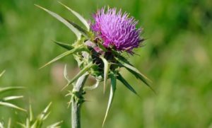 Milk thistle